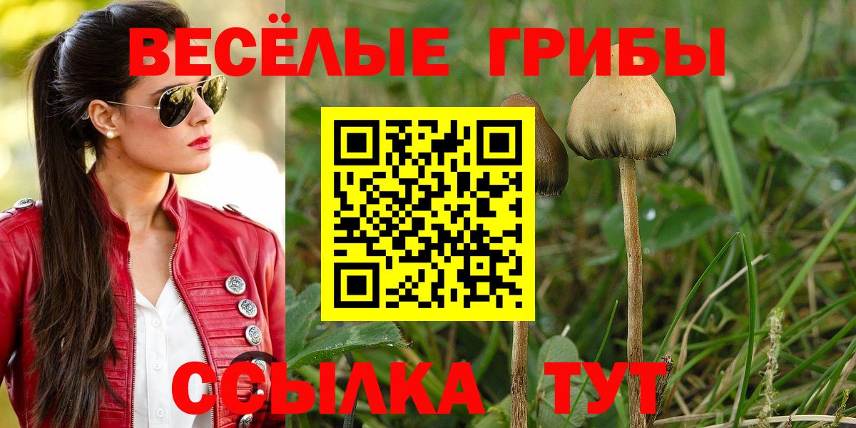 Галлюциногенные грибы Psilocybine cubensis  Вход с VPN  Псилоцибиновые грибы мицелий  Москва 